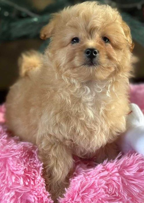 Мальтипу. Мини размер. Очаровательный малыш.