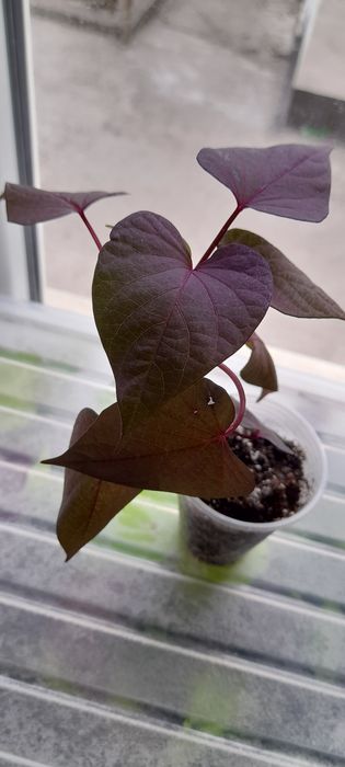 Ипомея-батат декоративный