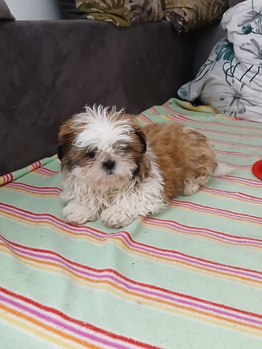 Shih tzu śliczny piesek