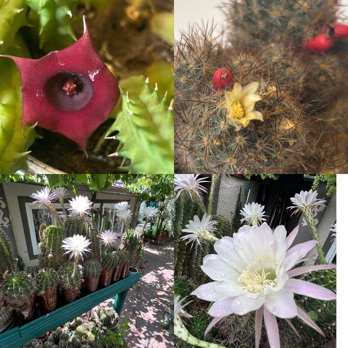 Кактуси та сукуленти квітучі