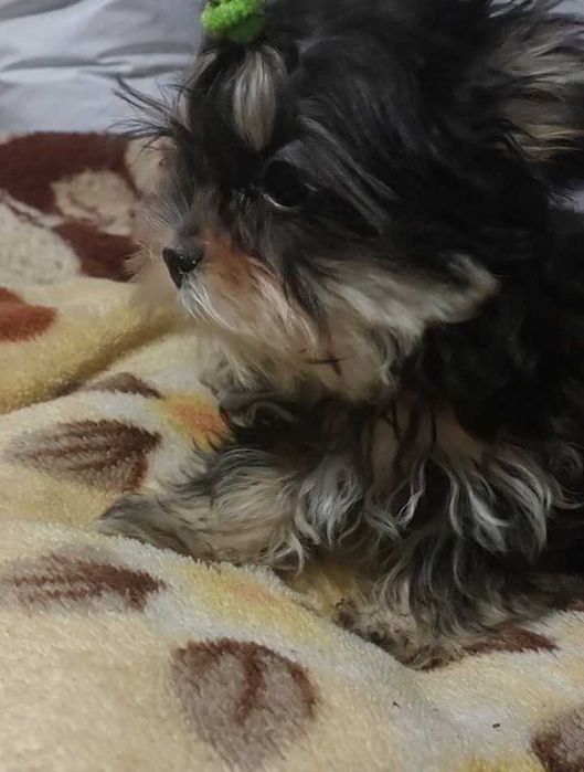 Два братика (привиті)