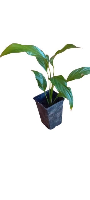 Lirio da Paz em vaso