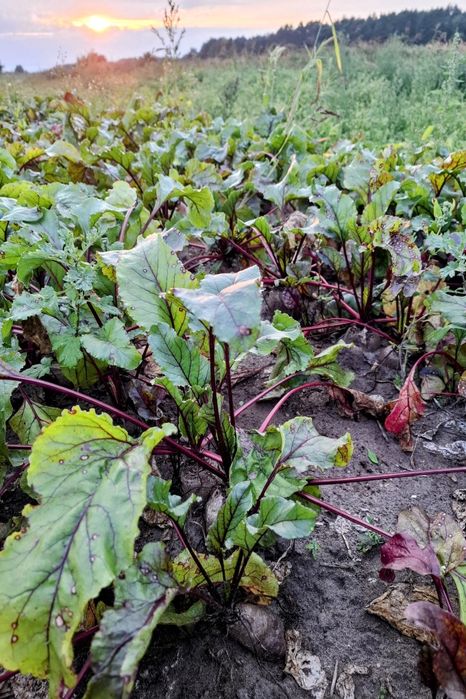 Burak ćwikłowy opolski