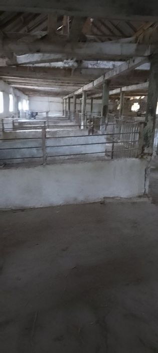 Ферма, корівник (колишній телятник)