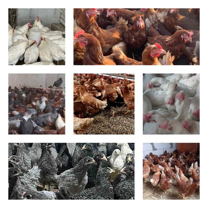 Продам кури несушки! Доставка безкоштовна. Недригайлів!