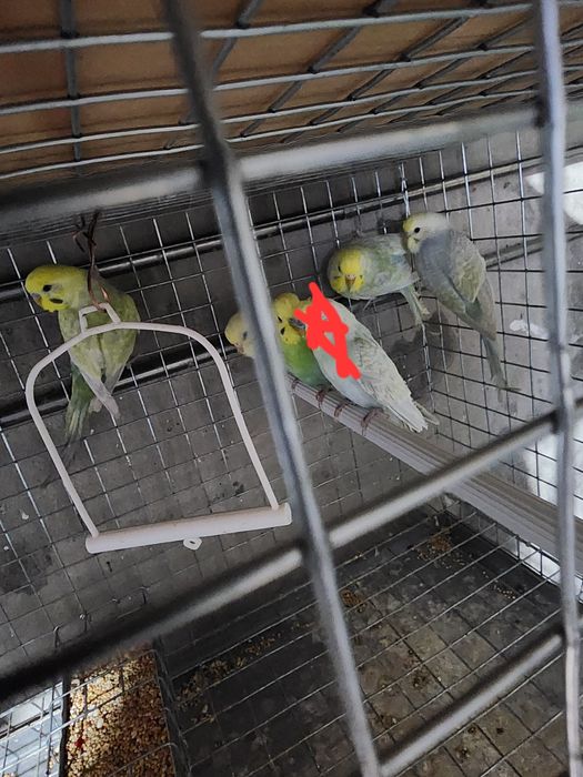 Piriquitos australianos arco íris mutações de 2025