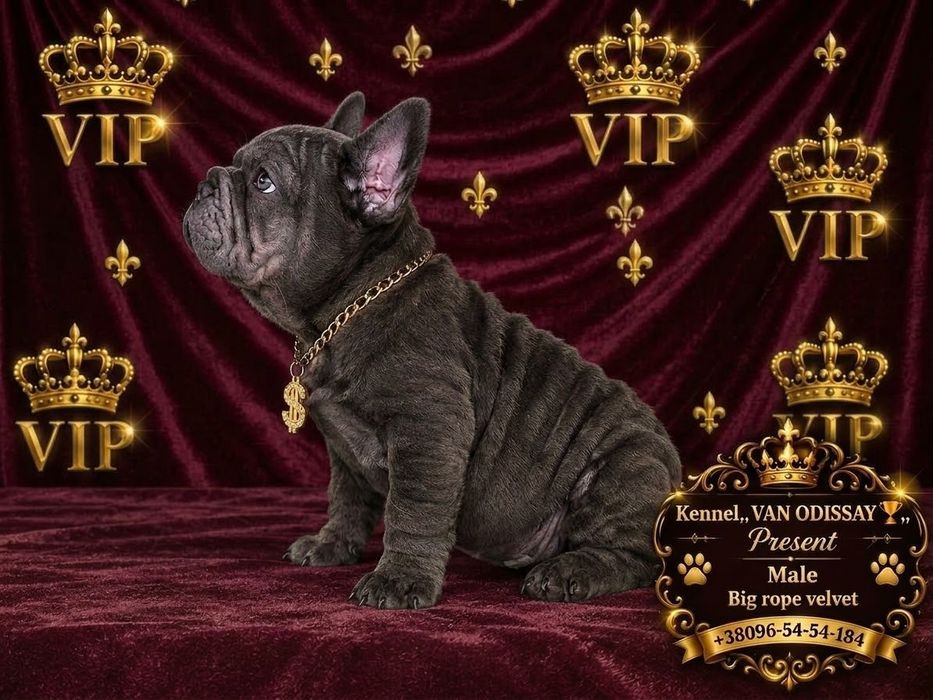 Шоколадный шикарный кобель Big rope velvet,не несёт тигры. Доставка по всему Миру.