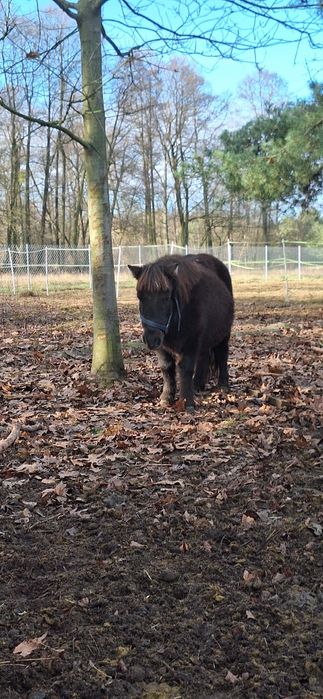 Kucyk,klaczka do adopcji