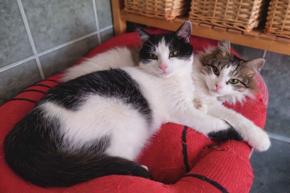 Dwa młode kocurki szukają domu