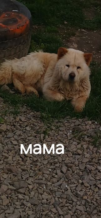 Продам шинків чау чау