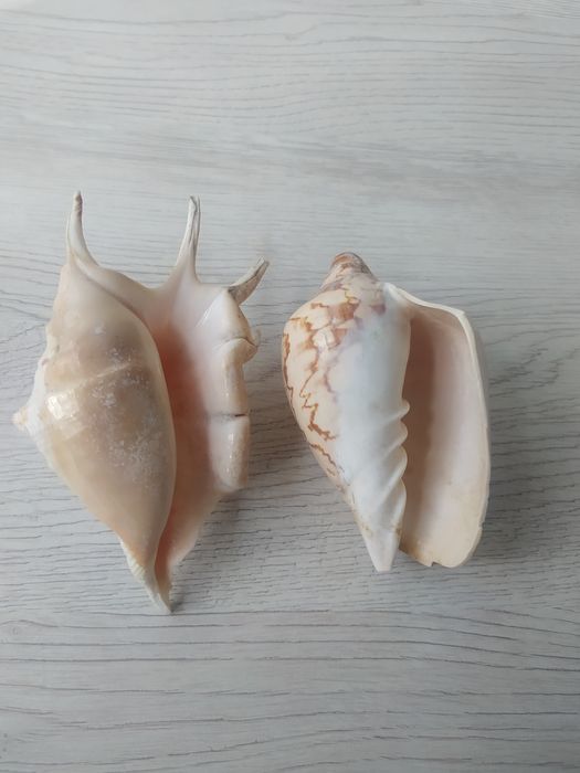 Мушлі в акваріум