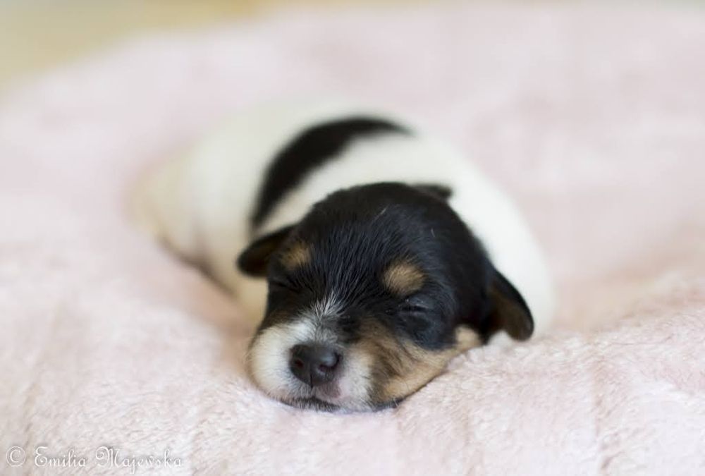 Parson Russell Terrier - Szczeniak FCI