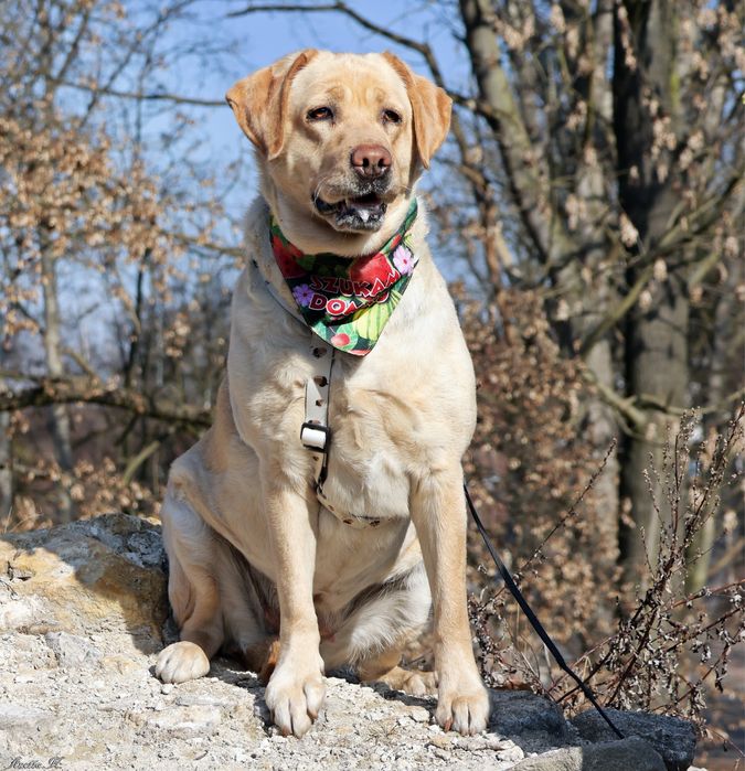 Labradorka Hera szuka swojego domu