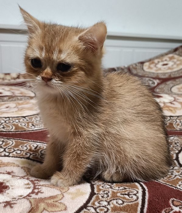 British Shorthair macho