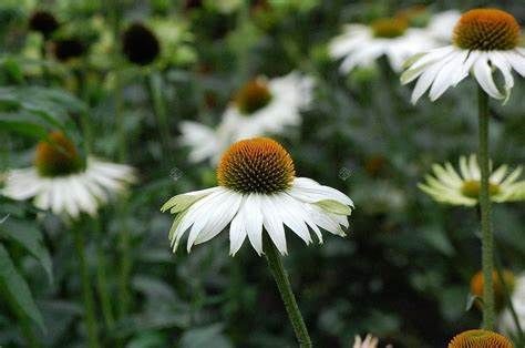 Jeżówka Alba doniczka 2L.