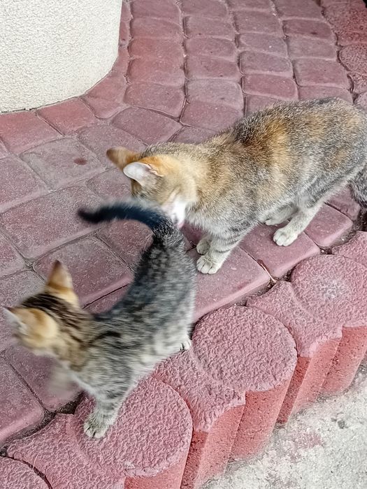 Kotek piekny  szary