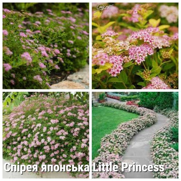 Cпірея японська Little Princess