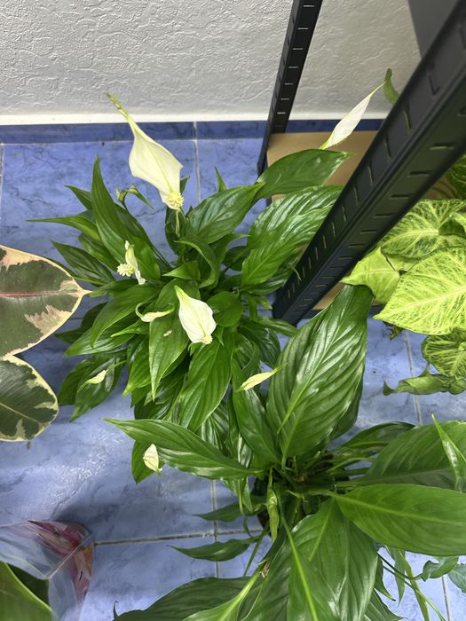 Кімнатні квіти Спатифілум