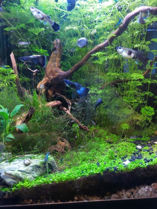 Guppys blue moskow