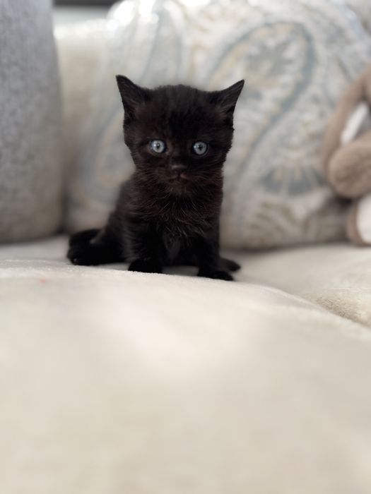 Шотландська киця, шотландське кошеня, висловухе кошеня