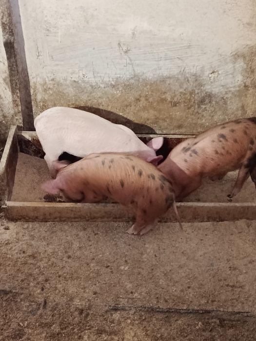 Продам поросята м'ясного напрямку.