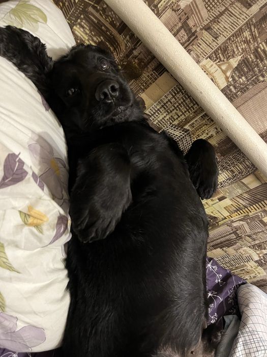 Хлопчик спаніеля шукає собі дівчинку