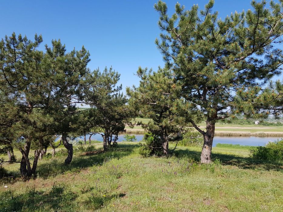 25 соток  в живописном месте, в лесу у реки. Калиновка Витовский р-н