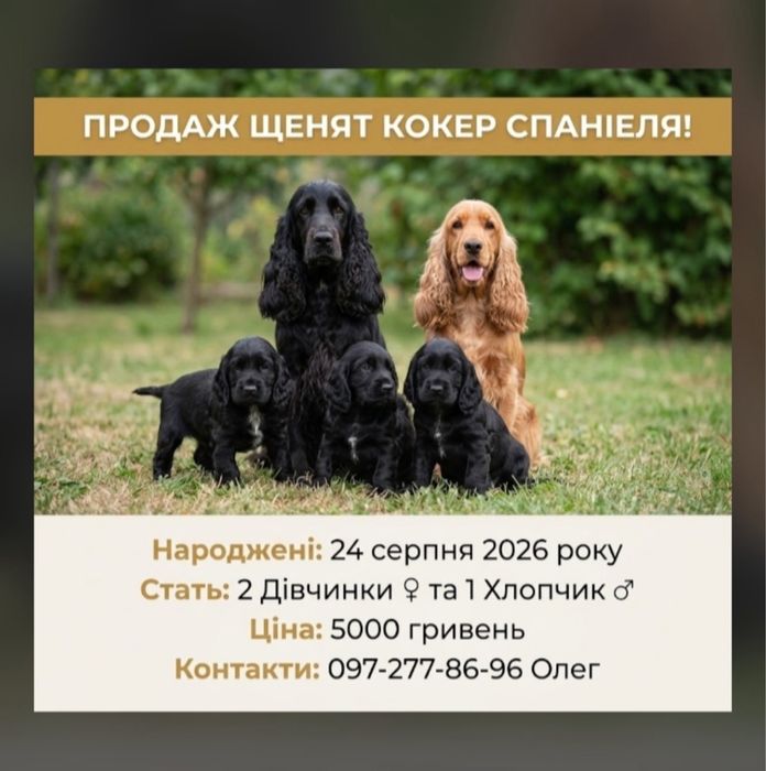 Щенята кокер спаніель