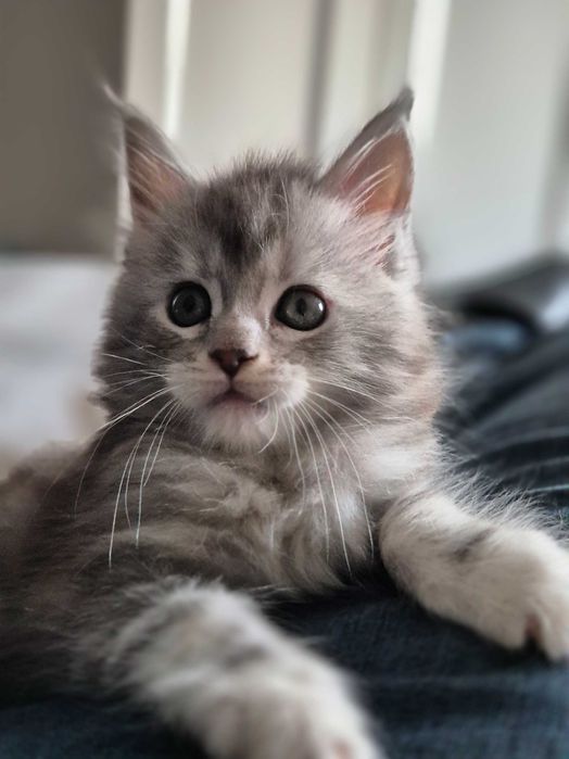 Śliczna kotka Maine Coon , srebrna FPL