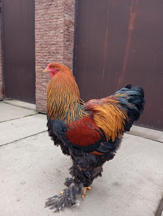 Півень куріпчатий