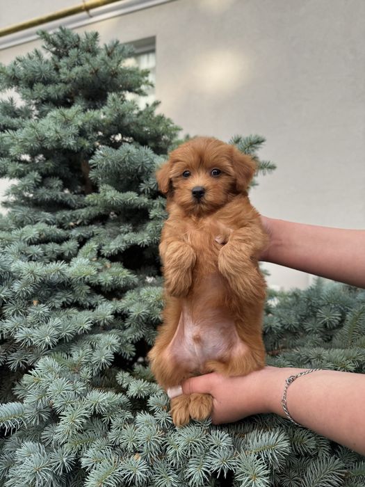 Мальтипу Ф1/Ф2 (міні та стандарт)