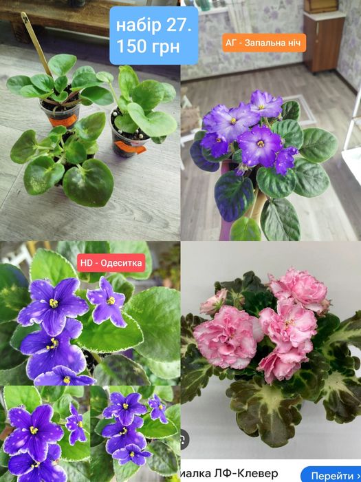 Дітки фіалок. Набір. Ціна за 3 шт