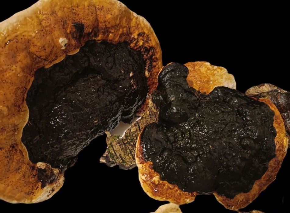 Grzyby kanie - suszone kapelusze