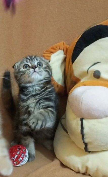 Котенок : Потешная игрунка .