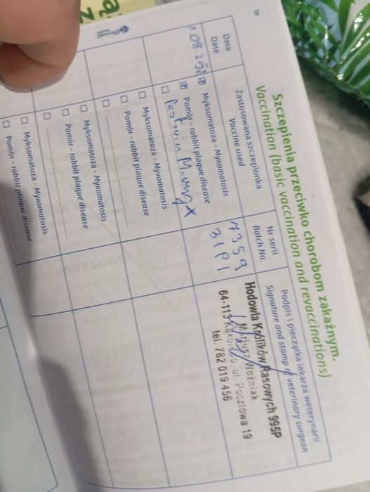 Królik miniaturki/karlowate