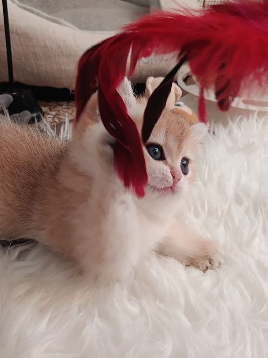 Маленьке сонечко