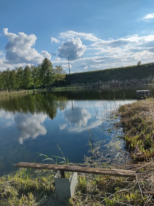 Wydzierżawię Staw karpnik