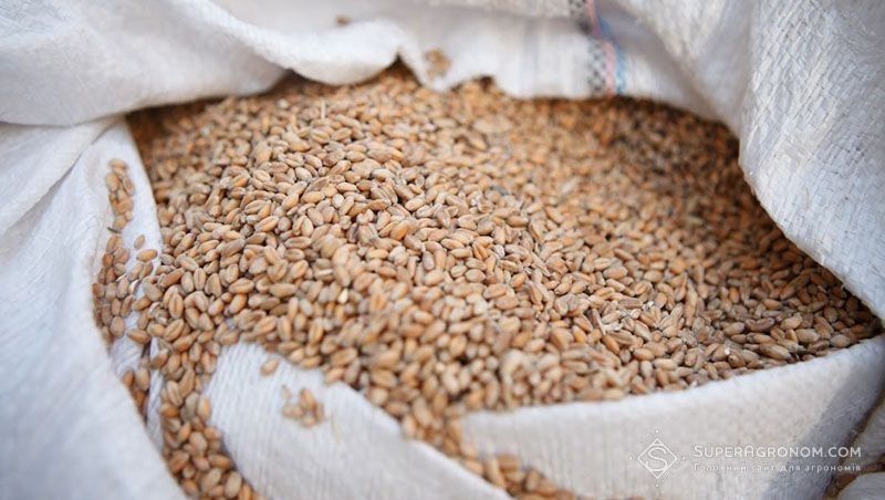 Продам пшеницю врожай 2025 року