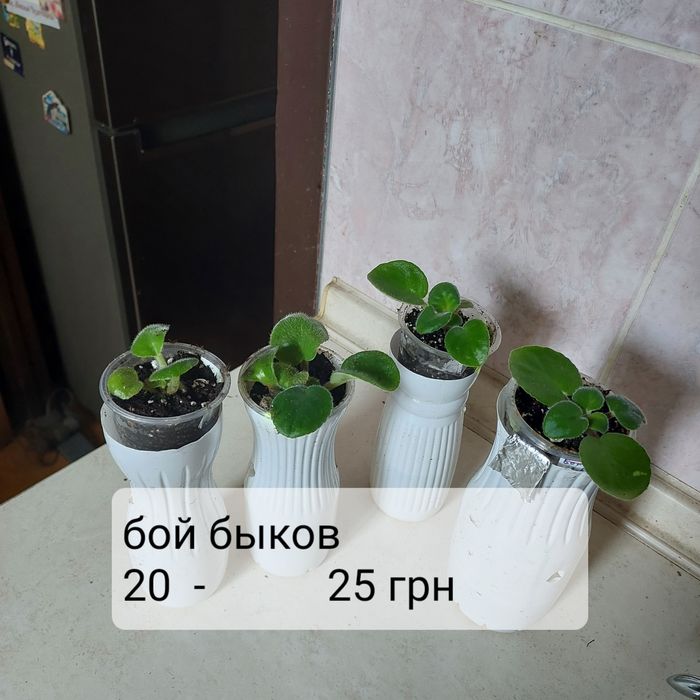 Не дорого: детки и взрослые цветущие фиалки