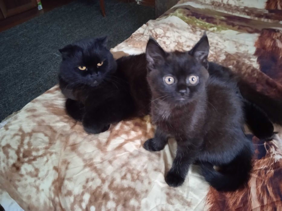 Продам шотландське прямоухе чорне кошеня