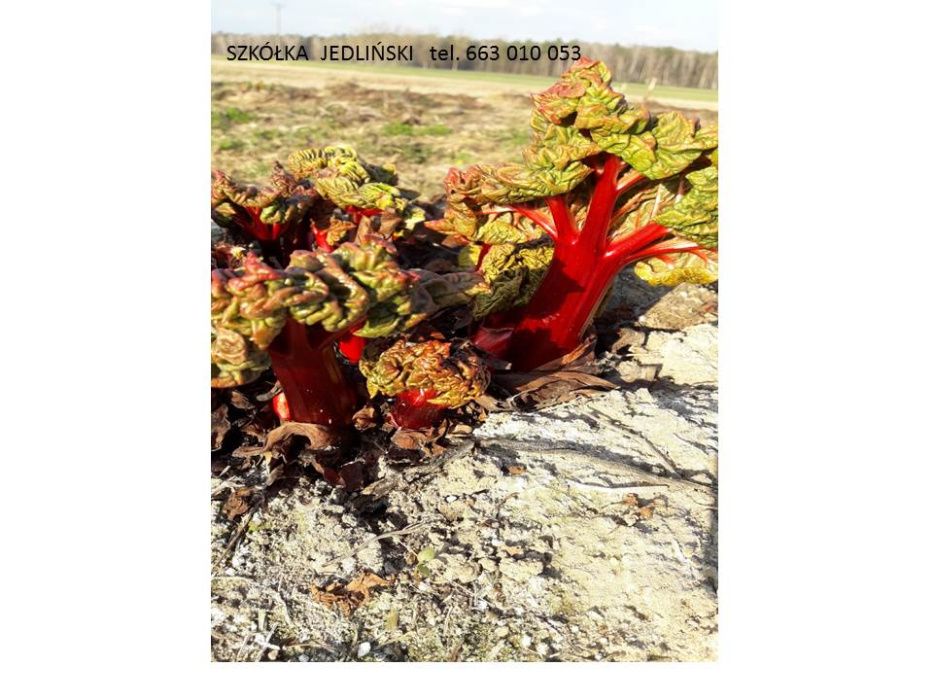 Sadzonki rabarbaru , karpy rabarbaru , rabarbar in vitro , nasiona