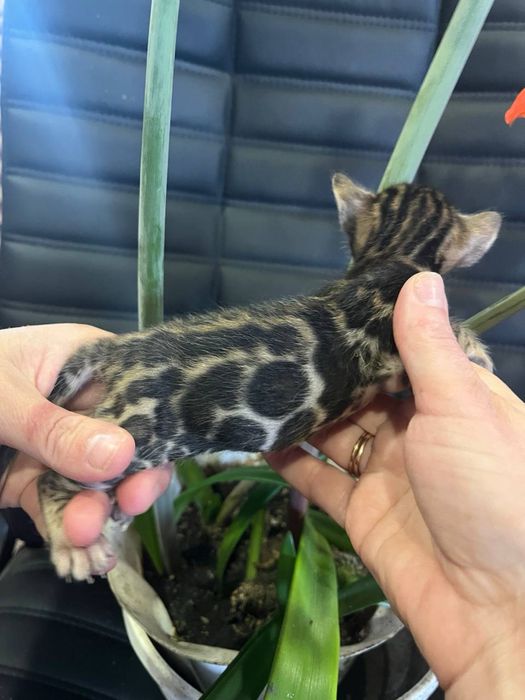 Бенгальские котята с длкументами