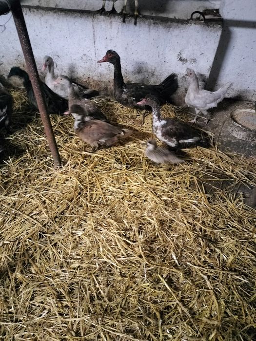 Kaczki kaczory piżmowe francuskie  młode