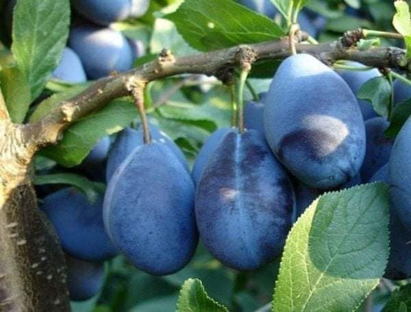 Саджанці плодових дерев ОПТОМ та в роздріб