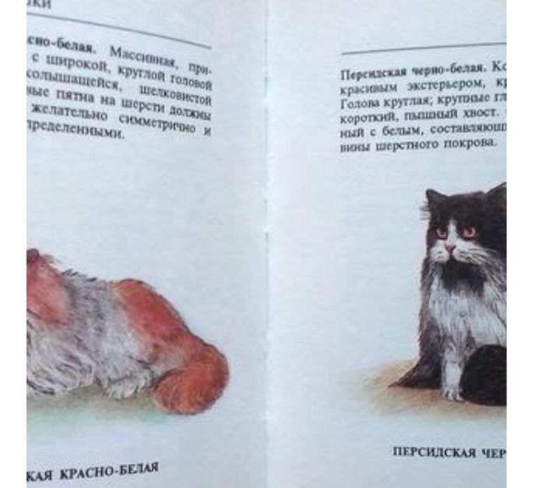 Мини атлас Кошки