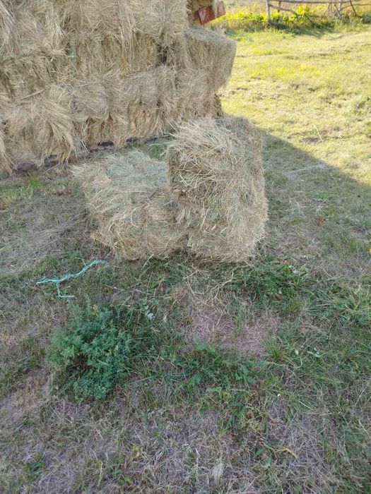 Сіно в тюках 2025