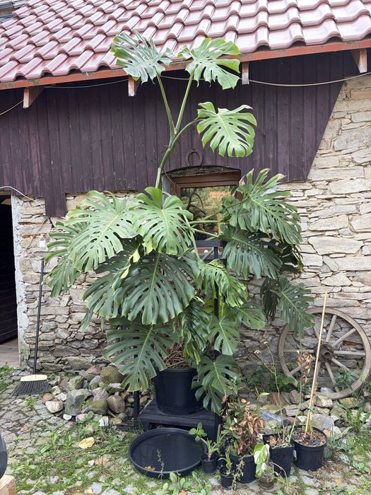 Monstera Gigant 290 cm
