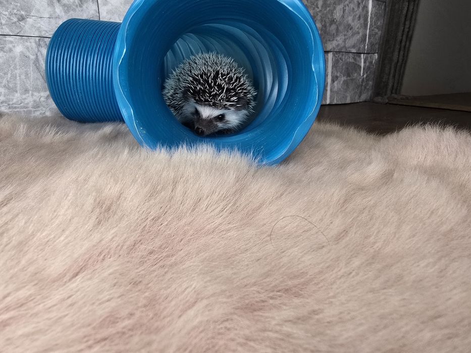 Afrykański jeż pigmejski