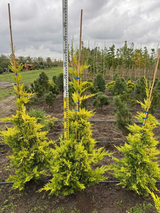 Cyprysowiec Leylanda Gold Rider 100-125 cm, 125-150 cm