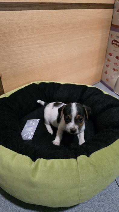 Jack russell puro
